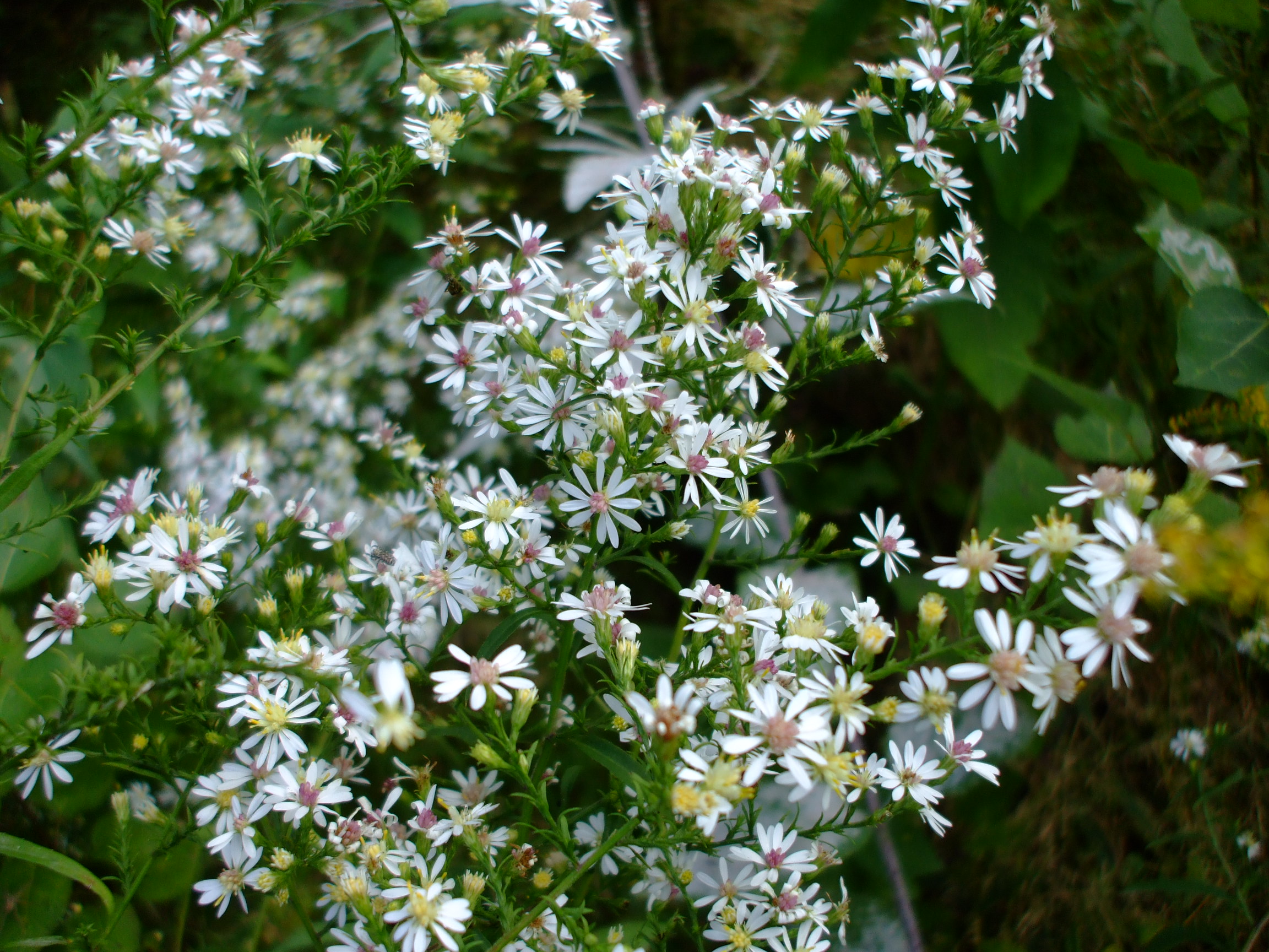 Symphyotrichum urophyllum